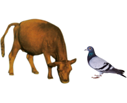 適合鳥類、幼崽