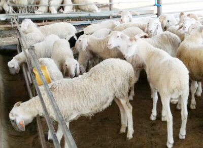 客戶投喂的羊飼料